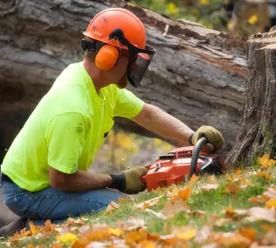 tree services Apalachin